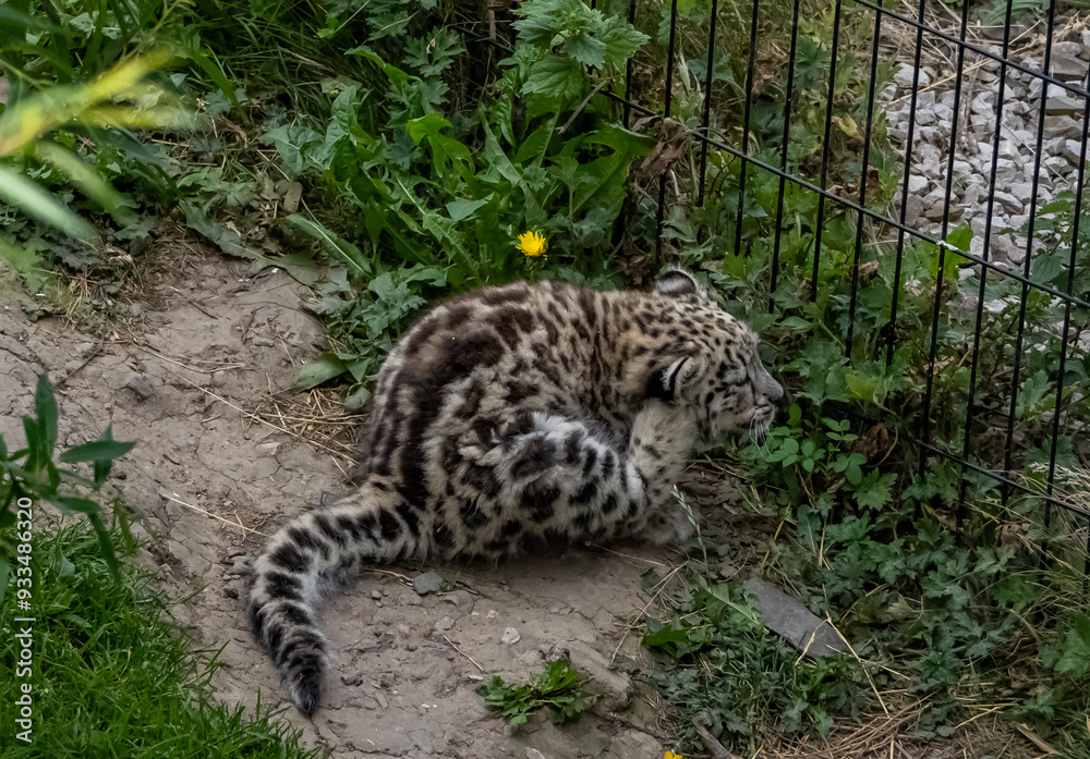 Fototapeta premium a snow leopard and its cub in a zoo 