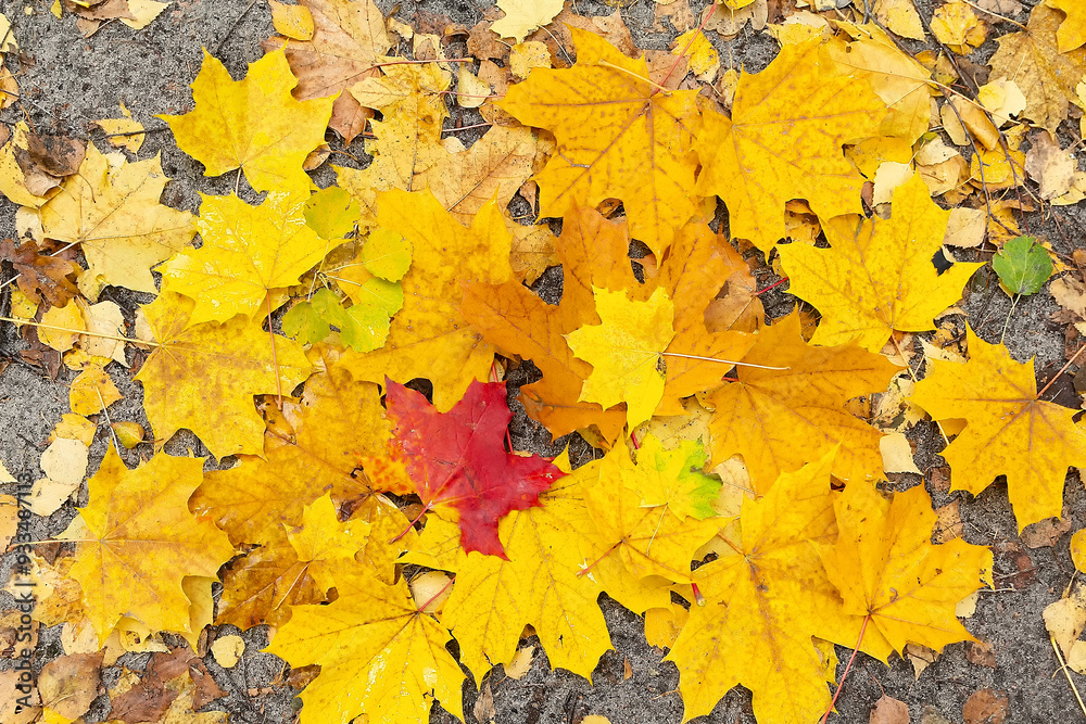 custom made wallpaper toronto digitalFallen red and yellow maple leaves on the ground