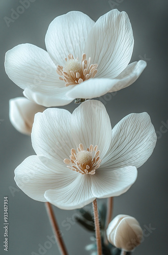  Close up photo of an anemone petal in soft pastel