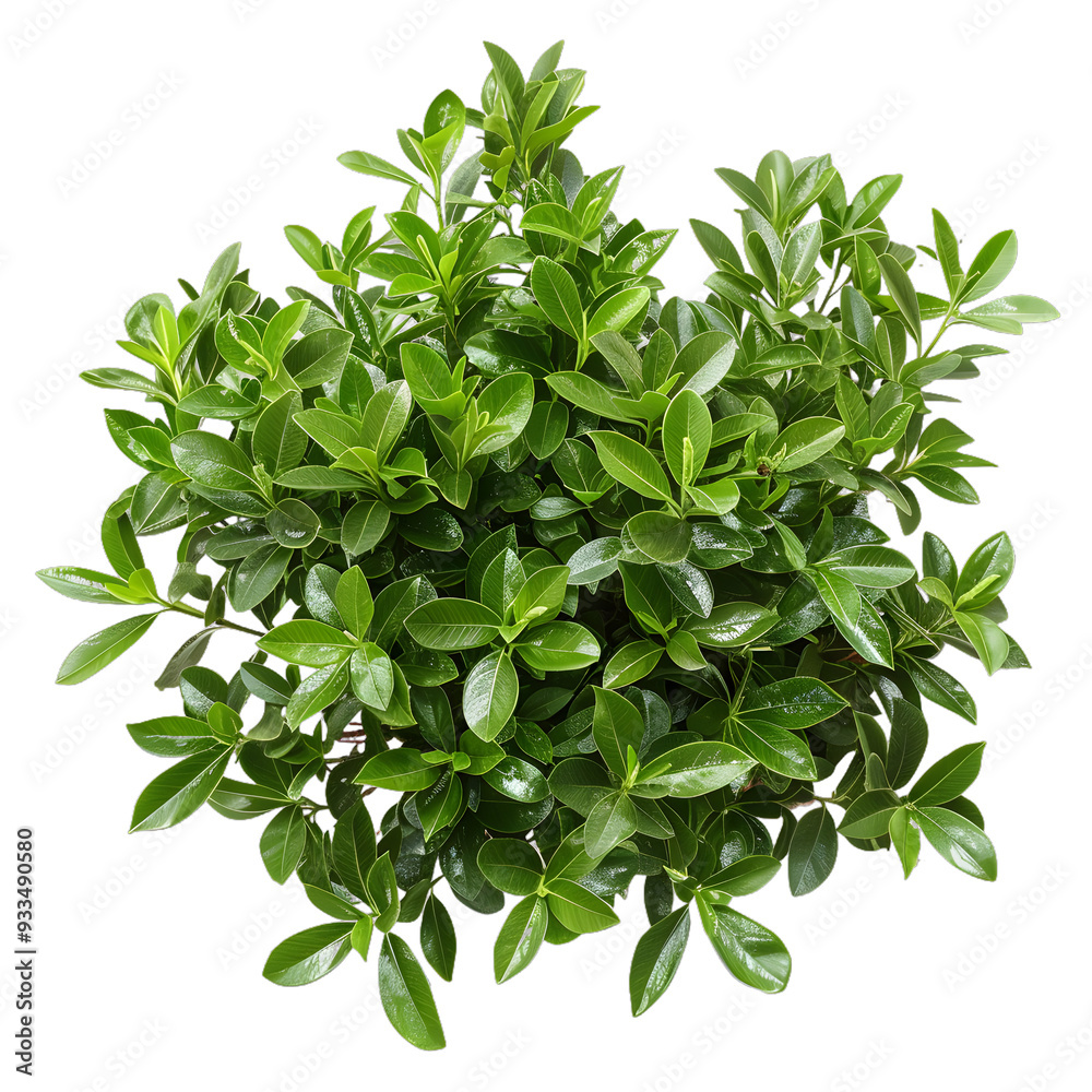 Obraz premium [Transparent Background PNG]Green Bush Leaves Isolated on White Background