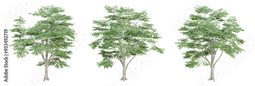 Photos 3d render of fagus sylvatica tree on transparent background, png plant