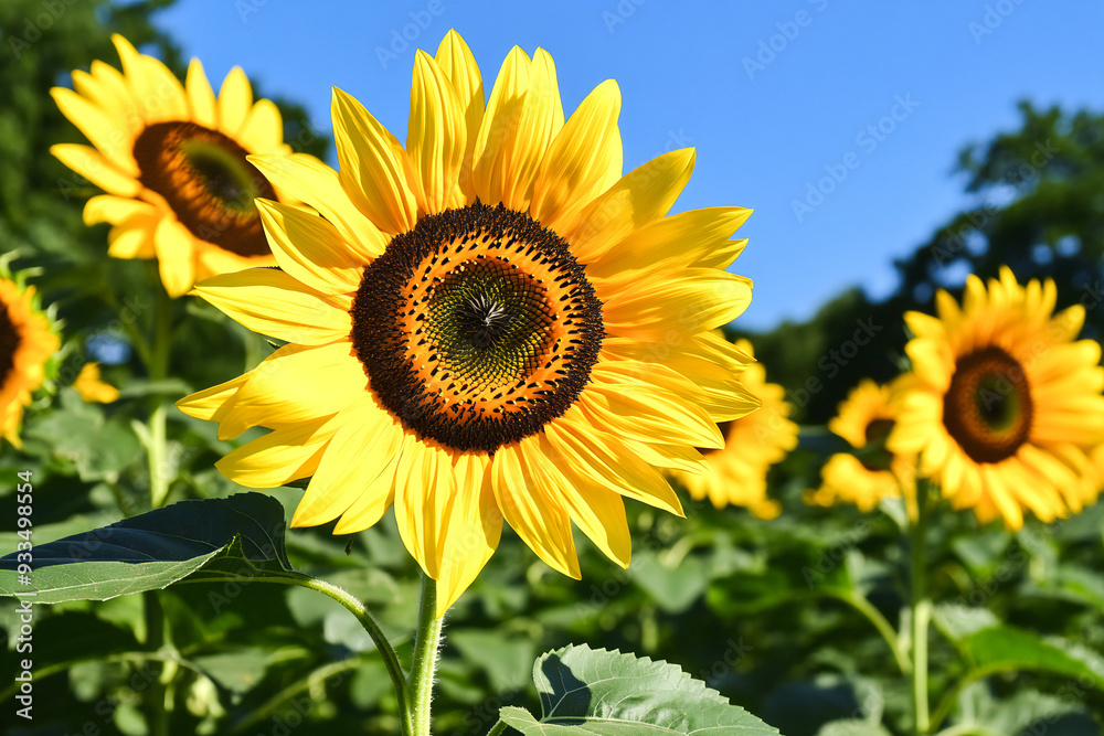 Fototapeta premium sunflower landscape