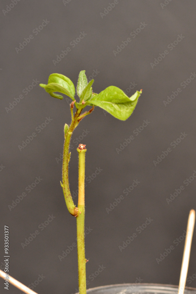 Avocado homegrown houseplant young shoots close up detail Avocado homegrown houseplant young shoots close up detail