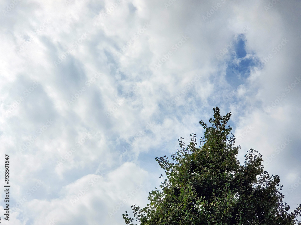 This is a background photo of cloudy skies and trees. This is a background photo of cloudy skies and trees.