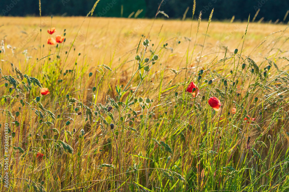 Fototapeta premium Vibrant Red Poppies in Sunlit Meadow. Field of Wild Flowers in Full Bloom