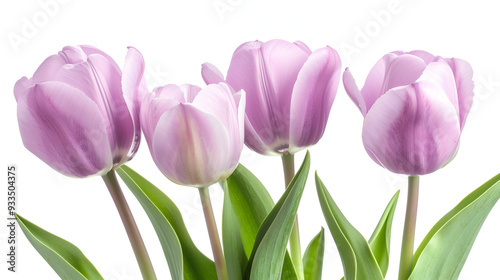 Beautiful bouquet of pink tulips ,Beautiful pink spring tulips on white background,Fresh tulip flower isolated on white background