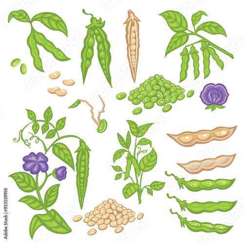 Soybean set with pods, sprouts and stems. Vector
