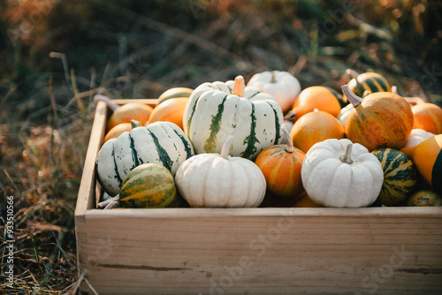 Rectangular wooden box full of various home grown fresh decorative pumpkins on straw background in sunny autumn evening. Fall season, organic farm product photo