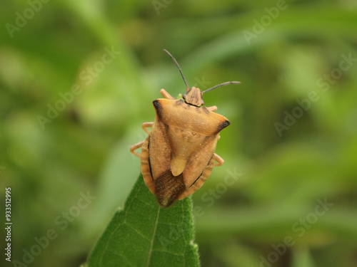 Northern fruit bug (Carpocoris fuscispinus) sitting on the tip of a leaf photo