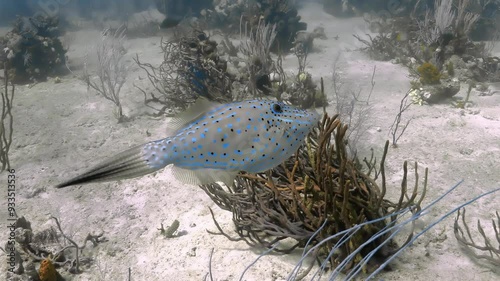 Broomtail filefish Aluterus scriptus swimming over soft coral and sand. photo