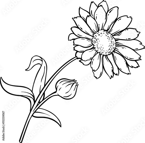 Wallpaper Mural Calendula Plant with Flowers  and Leaves Outline Illustration Torontodigital.ca