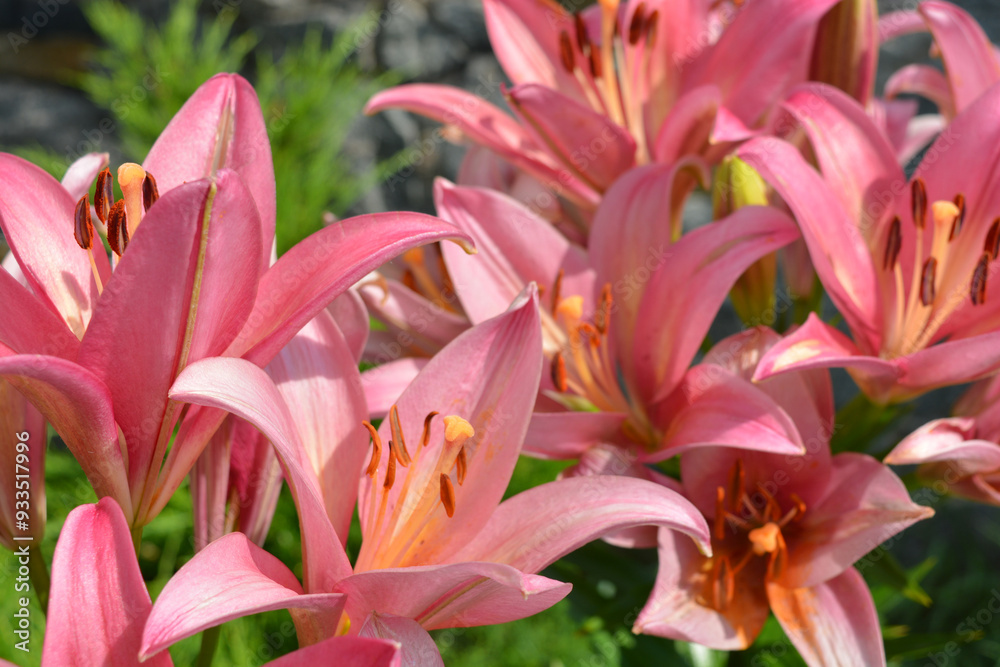 Beautiful and bright weather with beautiful nature and plants. Festive, colorful brown, pink and yellow flowering lilies, flowers, flower beds. Beautiful and bright weather with beautiful nature and plants. Festive, colorful brown, pink and yellow flowering lilies, flowers, flower beds.