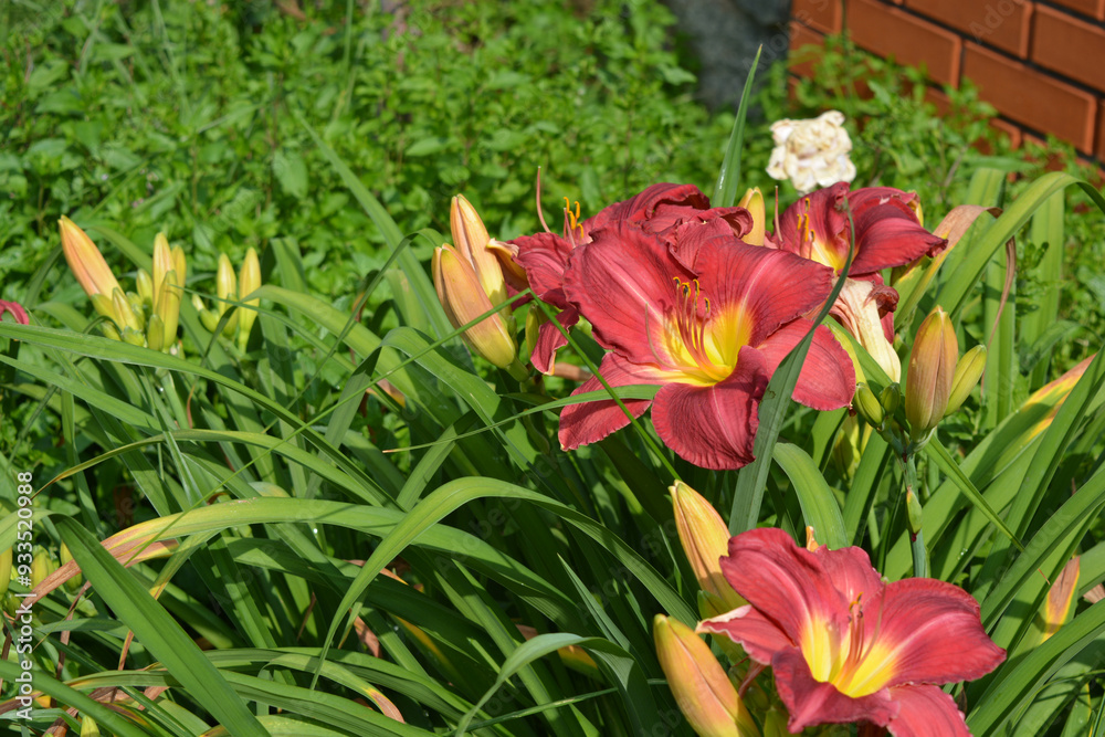 Beautiful and bright weather with beautiful nature and plants. Festive, colorful brown, pink and yellow flowering lilies, flowers, flower beds. Beautiful and bright weather with beautiful nature and plants. Festive, colorful brown, pink and yellow flowering lilies, flowers, flower beds.