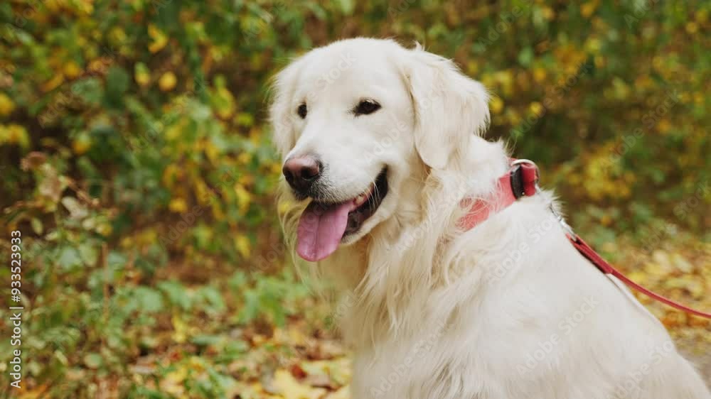 A golden retriever on an autumn walk, sitting on a forest path with its tongue out, looking happy A golden retriever on an autumn walk, sitting on a forest path with its tongue out, looking happy