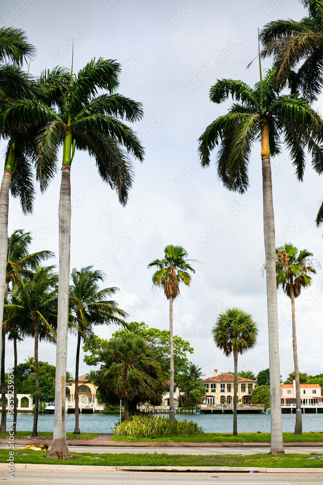 Fototapeta premium Palm trees blowing in the wind in Florida, USA 