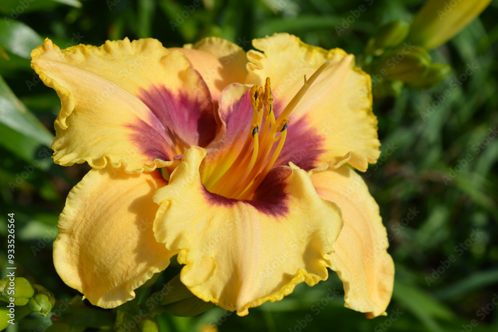 Beautiful and bright blooming spring flowers. Yellow-cherry, curly lilies with long green leaves and stems growing in the garden. Beautiful and bright blooming spring flowers. Yellow-cherry, curly lilies with long green leaves and stems growing in the garden.