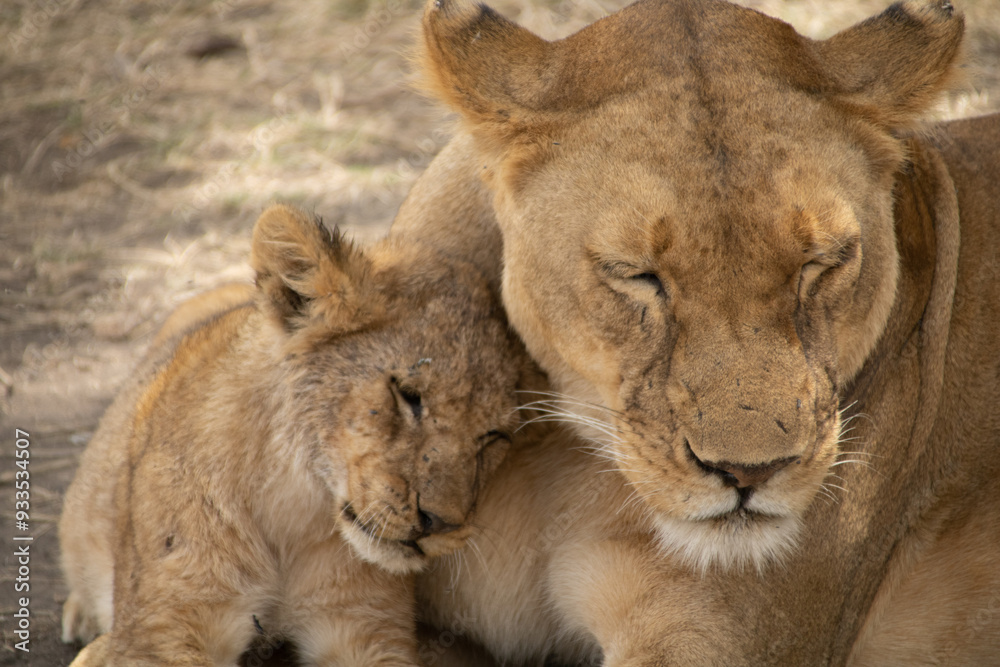 A Lioness and Her Cub's Tender Moment A Lioness and Her Cub's Tender Moment