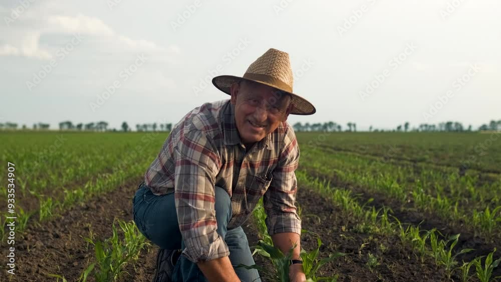 Senior farmer standing in corn field examining crop in his hands at sunset. Senior farmer standing in corn field examining crop in his hands at sunset.