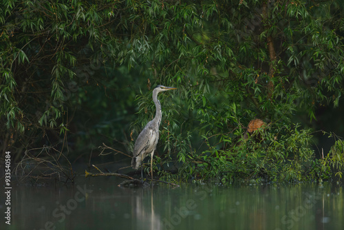 A graceful heron stands still among the green foliage, poised by the water, embodying tranquility as the sun begins to rise