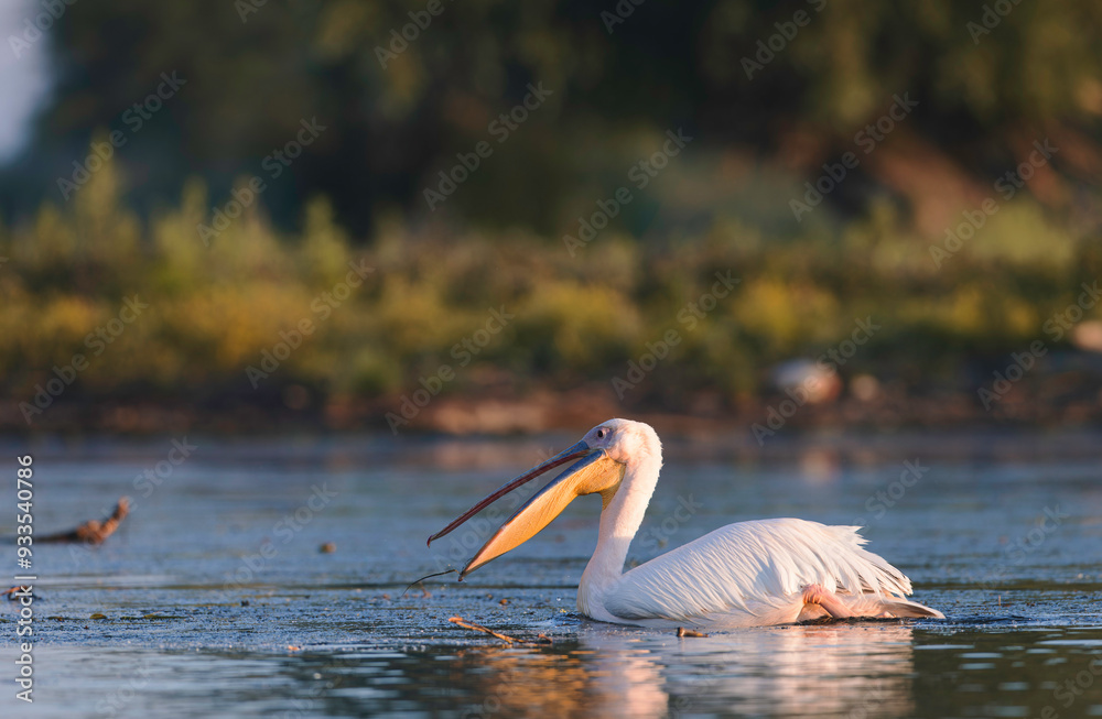 A white pelican swims smoothly in calm waters, sipping the early morning light while foraging for fish A white pelican swims smoothly in calm waters, sipping the early morning light while foraging for fish