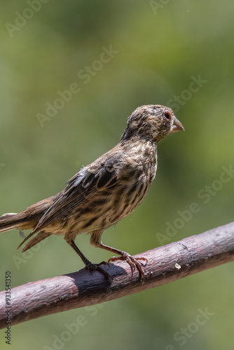 sparrow on a branch