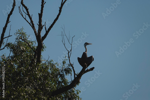 A heron stands tall on a tree branch, silhouetted against the vibrant blue sky as sunlight filters through the leaves