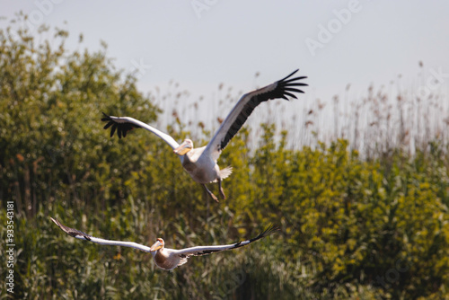Two pelicans glide effortlessly through the air, surrounded by lush greenery under a clear blue sky
