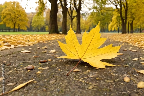 Maple aleaf on the ground in the autumn park. Vibrant colors and natural beauty in October. photo