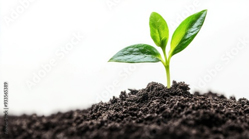 A single vibrant green sprout rising from the soil, starkly contrasted against a smooth white background