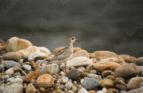 Pacific Golden Plover in Bumdeling Wildlife Sanctuary in Trashi Yangtse, Bhutan photo