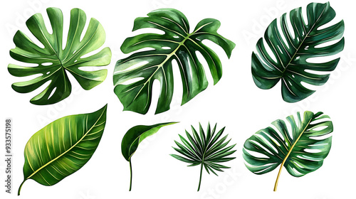 Tropical palm leaves (Monstera) are set on an isolated, transparent background