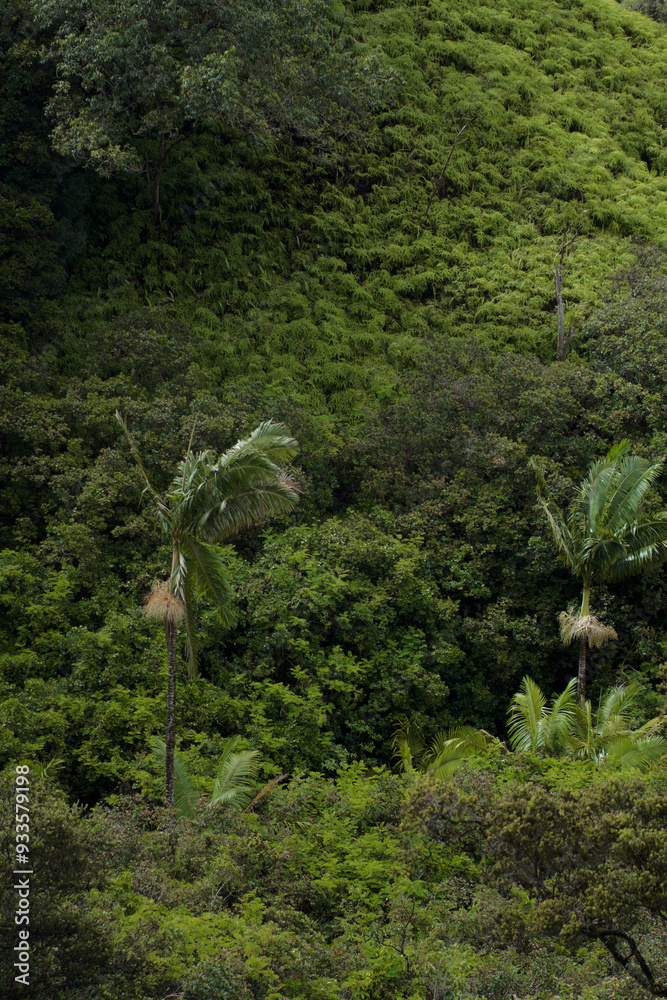 green forest green forest