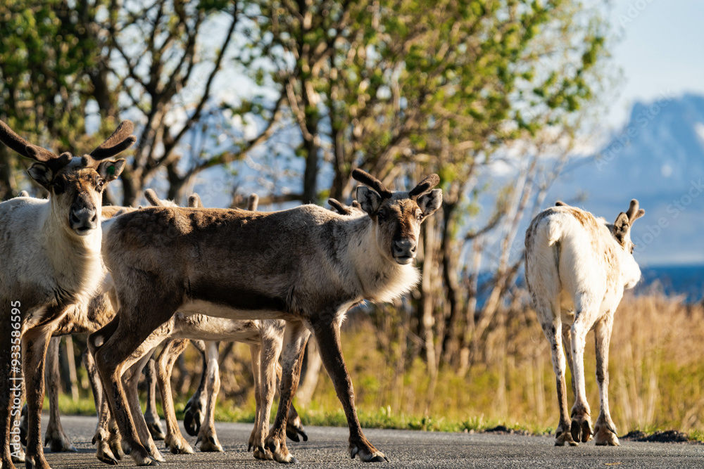 Reindeer group or caribou (Rangifer tarandus) standing on a street in Norway with mountains in the background Reindeer group or caribou (Rangifer tarandus) standing on a street in Norway with mountains in the background