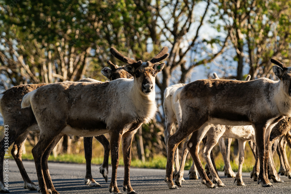 Reindeer group or caribou (Rangifer tarandus) standing on a street in Norway with mountains in the background Reindeer group or caribou (Rangifer tarandus) standing on a street in Norway with mountains in the background
