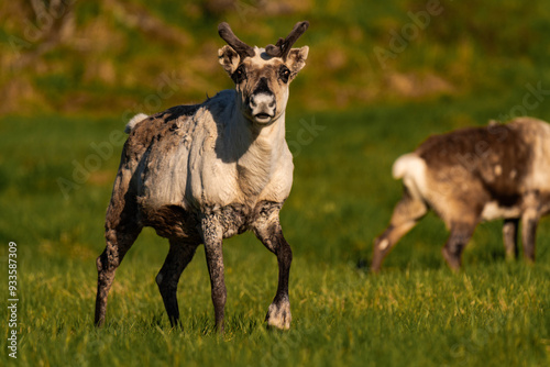 Reindeer or caribou (Rangifer tarandus) looking straight into the camera