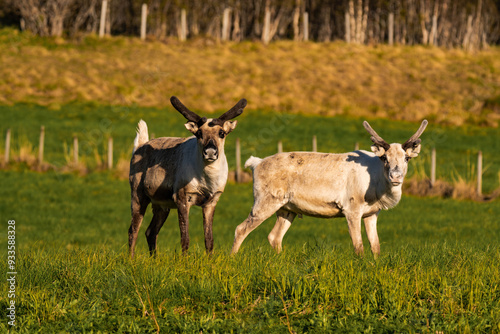 Reindeer or caribou (Rangifer tarandus) looking straight into the camera