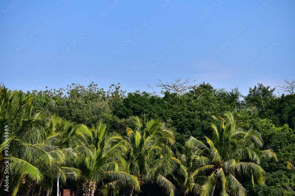 Grass and trees with the blue sky background. Clear Sky. Nature scene, nature background. Grass and trees with the blue sky background. Clear Sky. Nature scene, nature background.