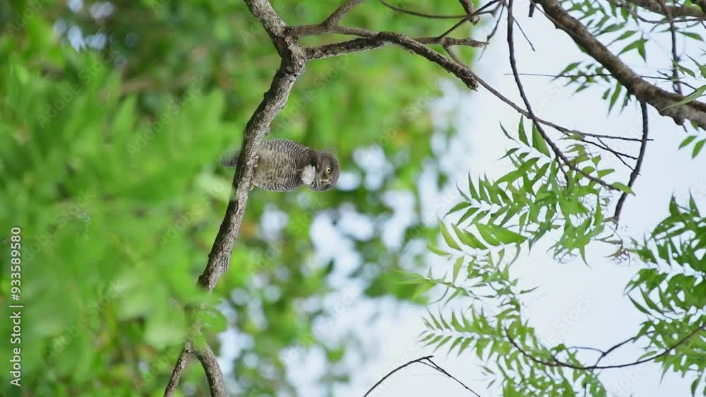 Jungle Owlet on the tree branch in forest Jungle Owlet on the tree branch in forest