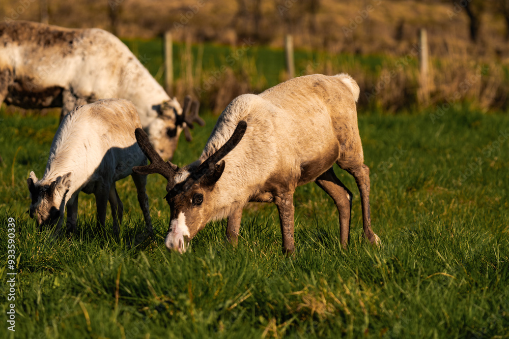 Reindeer or caribou (Rangifer tarandus) eating grass Reindeer or caribou (Rangifer tarandus) eating grass