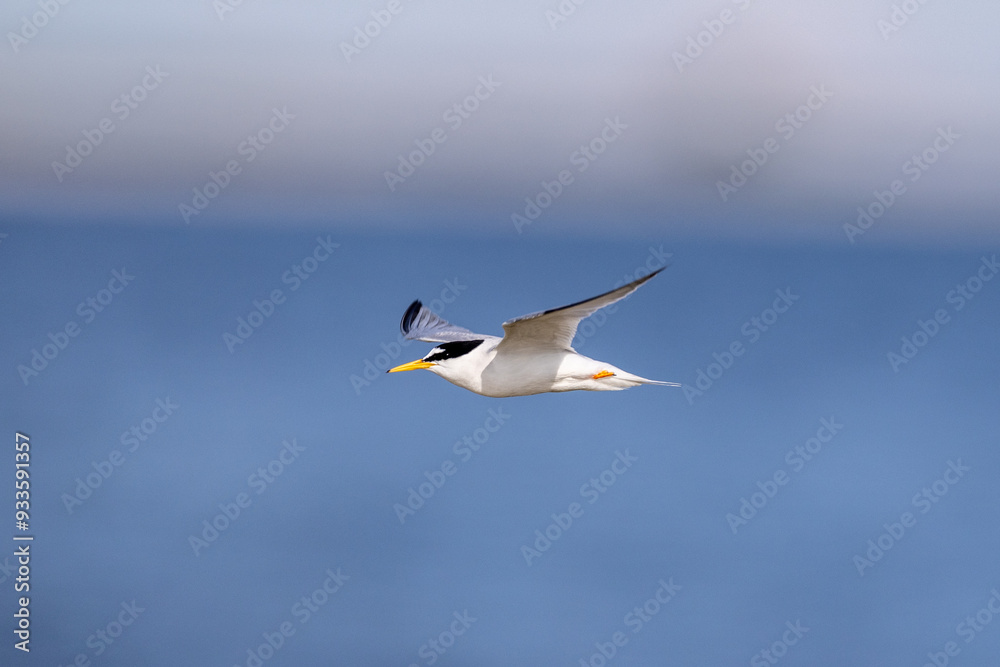 Fototapeta premium Little tern in flight