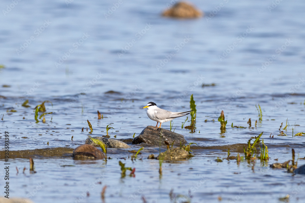 Little tern on a rock Little tern on a rock