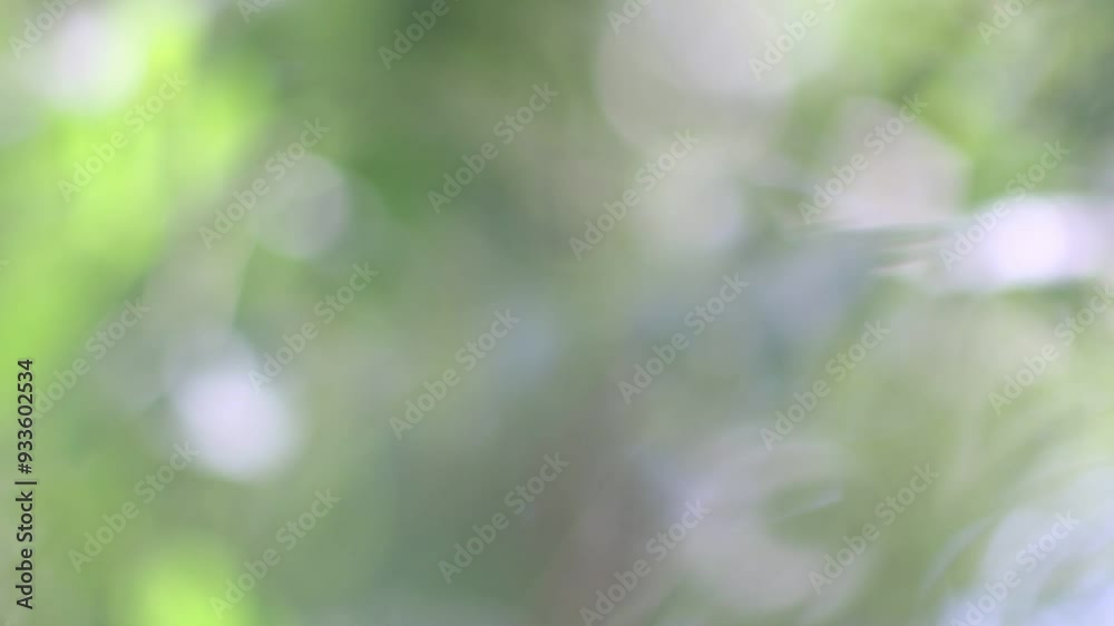 Sunrise Over Trees Creating Soft Green and White Bokeh Sunrise Over Trees Creating Soft Green and White Bokeh