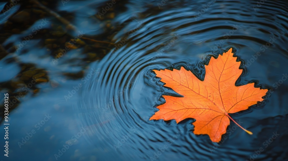 A Single Autumn Leaf Floating on a Stream A Single Autumn Leaf Floating on a Stream