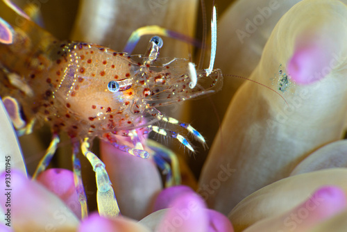 Periclimenes amethysteus shrimp. transparent shrimp. Close-up of comensal shrimp (Periclimenes amethysteus) in its anemone, Çanakkale Türkiye. photo