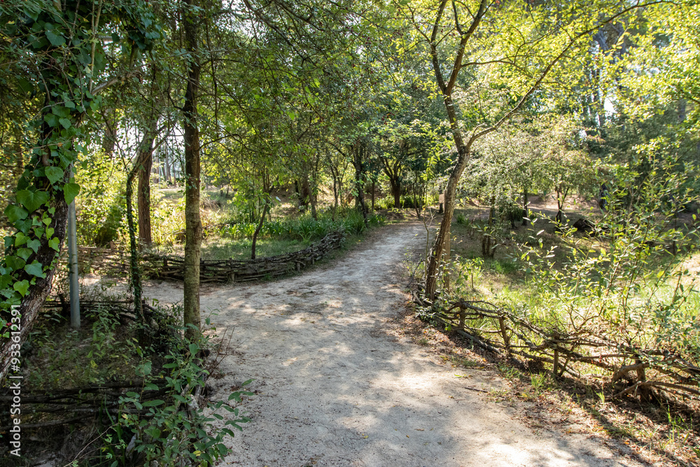 Parque dos Pinheiros Mansos, Cidade de Oliveira do Bairros, Aveiro, Portugal. Parque dos Pinheiros Mansos, Cidade de Oliveira do Bairros, Aveiro, Portugal.