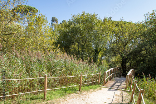 Parque dos Pinheiros Mansos, Cidade de Oliveira do Bairros, Aveiro, Portugal. photo