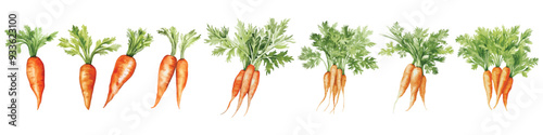 Watercolor Carrot Clipart Vector Illustration Collection