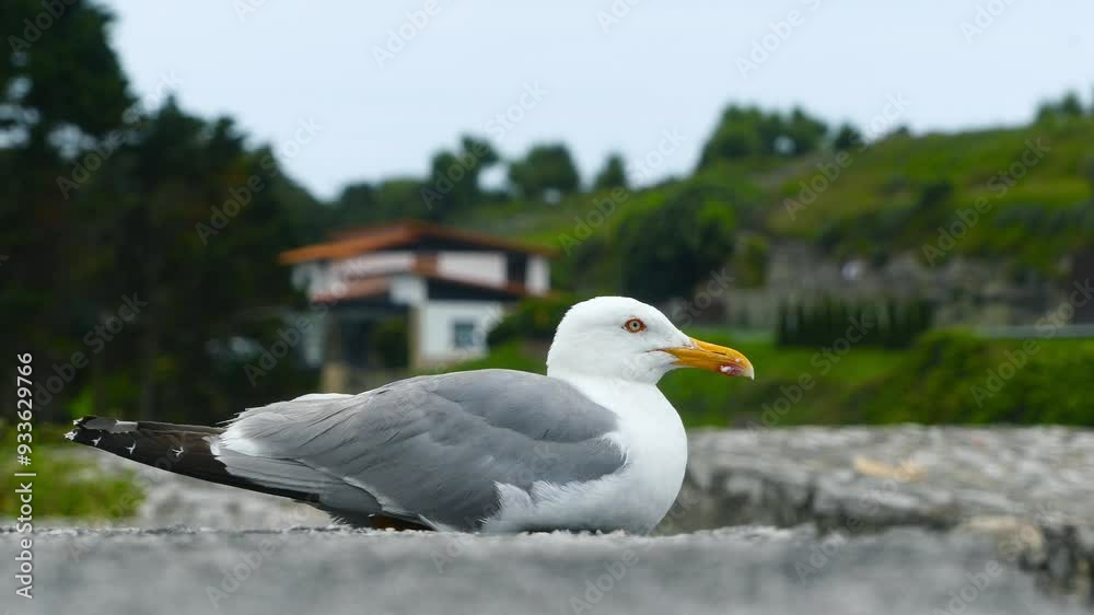 Curious Seagull Resting on a Rock at Asturias Curious Seagull Resting on a Rock at Asturias