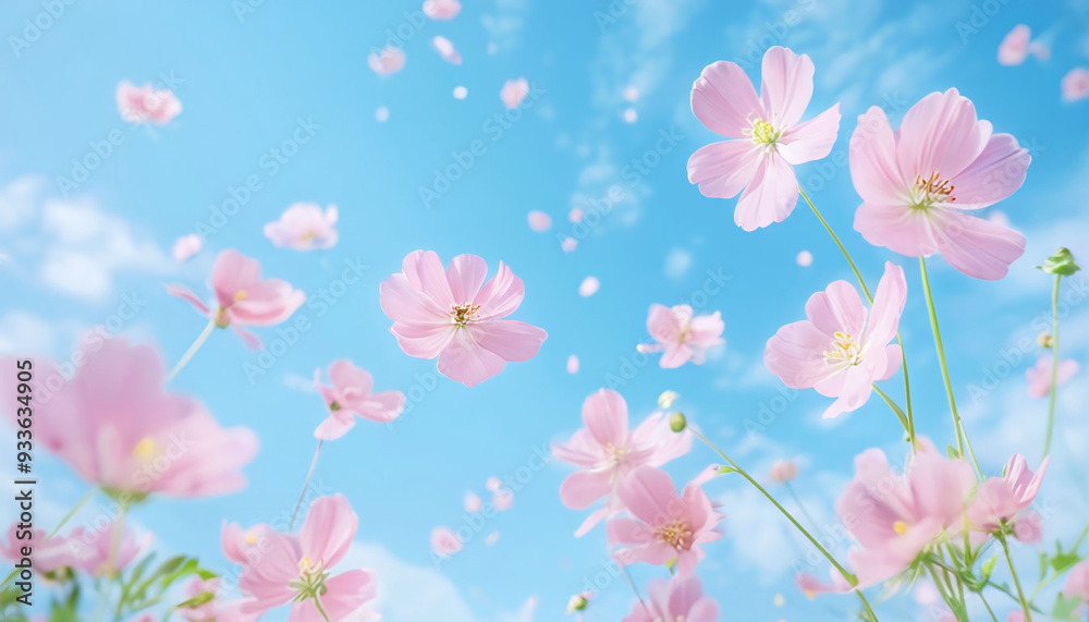 Cosmos flowers field with blue sky background. Beautiful nature scene. Cosmos flowers field with blue sky background. Beautiful nature scene.