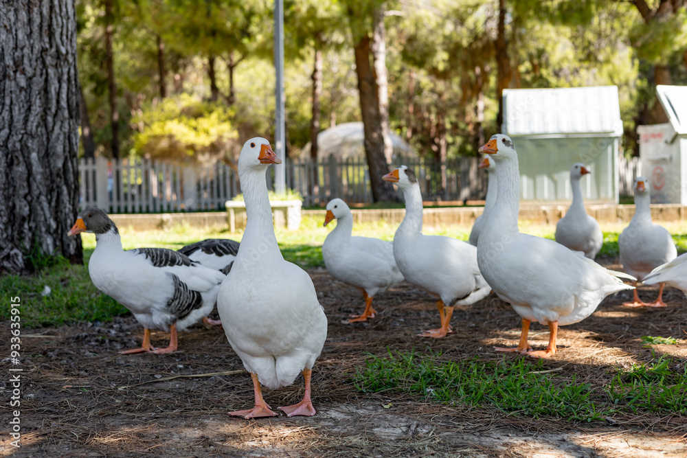 White geese graze on a green meadow in public park White geese graze on a green meadow in public park